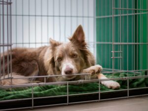 Dog in Crate