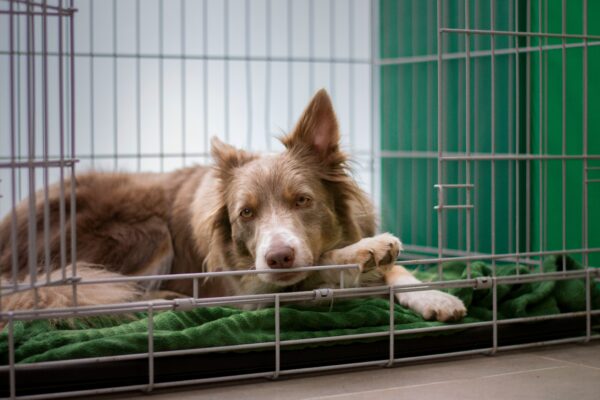 Dog in Crate